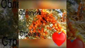 Какая ты ягода по знаку зодиака? ?