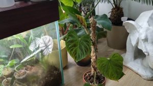 филодендрон веррукозум ?бородавчатый? уход в домашних условиях