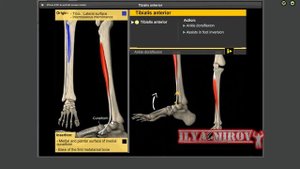 Передняя большеберцовая мышца Анатомия и биомеханика