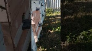 Как можно держать пчел на даче