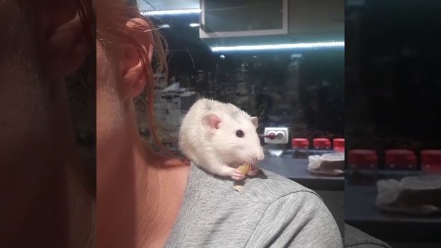 Мышь дамбо любит сыр. смотреть онлайн