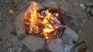 Выживание в лесу