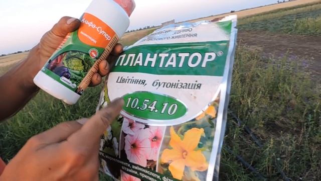 #5 Листовая Подкормка Арбуза. Борьба с Вредителями и Опыление. 2019