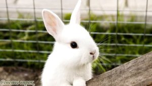 ➤ Кролики выгодный бизнес, если знаешь, как ➤ Заработок на кроликах ➤ Разведение кроликов