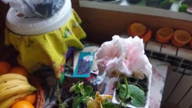 Пикировка гортензий, что растет в моем зимнем саду смотреть онлайн