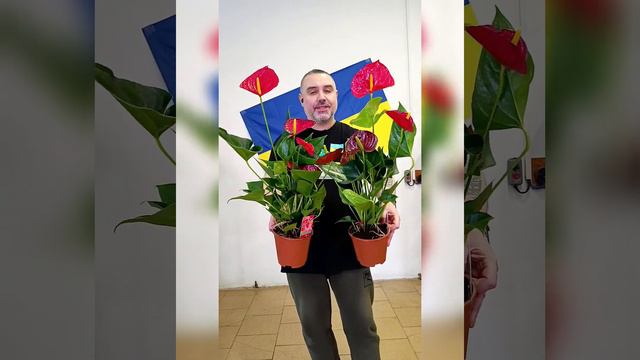 Королевский Антуриум Андрэ Рэд Кинг, цена 450 гривен! Бронь в вайбер 0996782355 смотреть онлайн