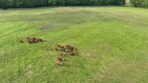 Гороскоп для знака лев