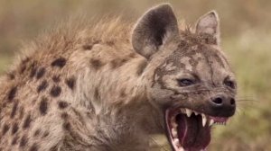 ВОЛК против ГИЕНЫ / КТО ПОБЕДИТ ?