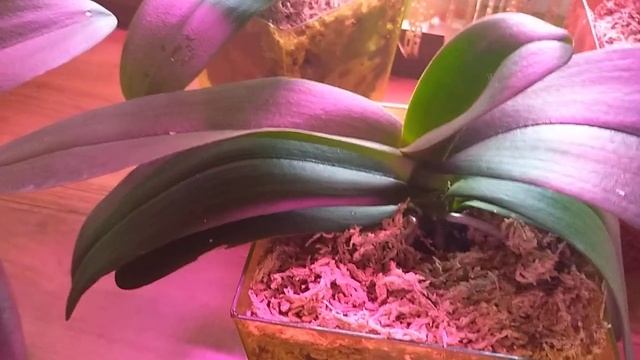 Болезни Орхидей, профилактика лучше лечения ! смотреть онлайн