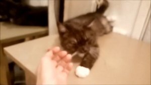 говорит  МАМА кот  ШКЕТ, а  МАНЕЧКА дает  лапу и целуется