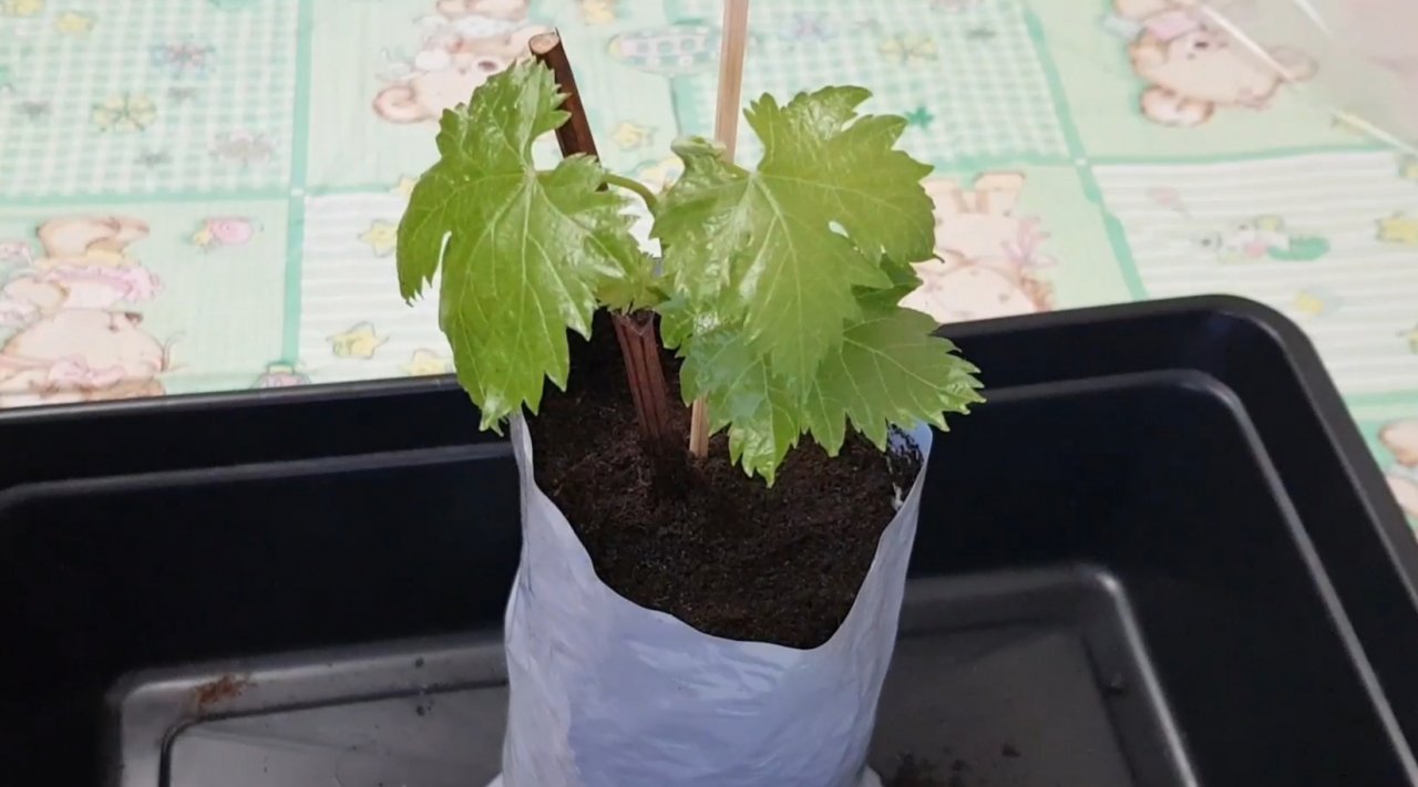 4. На черенке появились первые корешки.