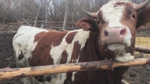 2020.11.28. Клип конный выход в Калаче с колоритным бычком.