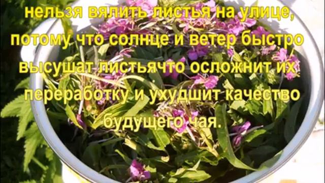 Иван-чай .Секрет 2.Завяливание чая. смотреть онлайн