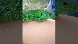 Большие зелёные ящерицы