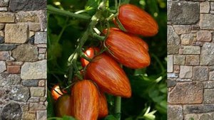 Новинки томатов 2022. Обзор посылки с семенами