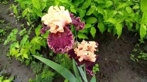 IRIS//САД ВОРОШИЛОВЫХ//СОРТ ИРИСА ТОРОНТО, TORONTO! КУЖЕВНОЕ ВЕЛИЕОЛЕПИЕ/САД В МАЕ/