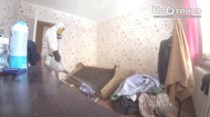 Дезинсекция:Как Происходит Обработка от Клопов в Квартире?