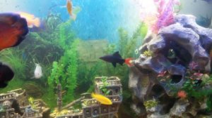 Мой аквариум дома