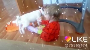 Щенок бультерьера