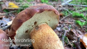 Pilzvergleich | Steinpilz, Boletus edulis | Maronenröhrling, Imleria badia | Pilze 2018