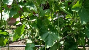 ? Жирует виноград. Как бороться. Как из жирующего побега сформировать рукав.