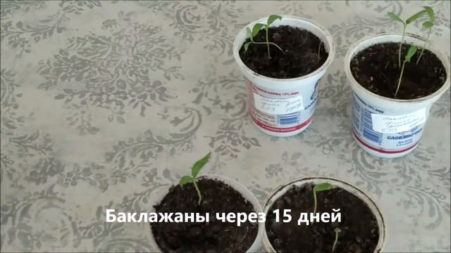 Рассада баклажанов. Мой первый опыт. смотреть онлайн