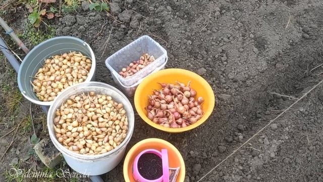 Сажаю ЛУК ОВСЮШКУ и ЧЕРНУШКУ только под зиму  2021г для крупного и раннего урожая. Делюсь опытом