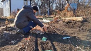 Первый урожай в 2021 г. Посадка петрушки под зиму. Неоднозначный результат.