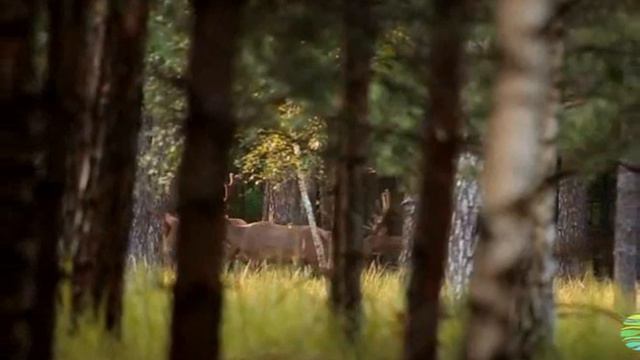 Футаж Россия смотреть онлайн