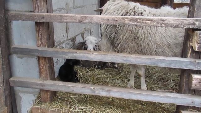 Нежданно негаданно...