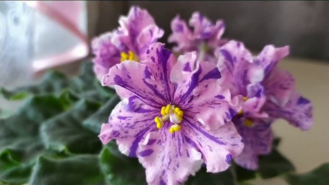 10 СОРТОВ ФИАЛОК С НАЗВАНИЯМИ. смотреть онлайн