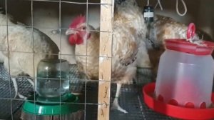 Инкубационное яйцо Нидерхайнер