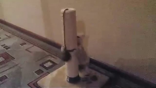 Бенгальский котёнок (снежный барс). Когтеточка. смотреть онлайн