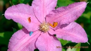 Клематис крупноцветковый Данута (clematis danuta) ? обзор: как сажать, саженцы клематиса Данута