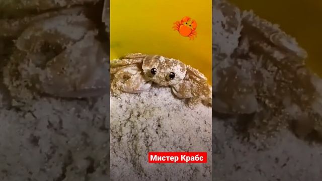 Где Губка Боб? смотреть онлайн