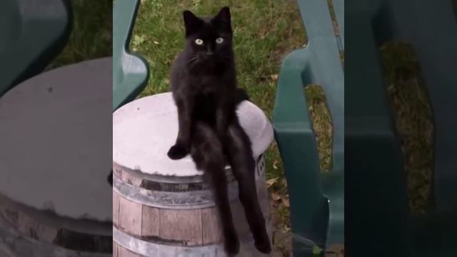 Кот сидит как человек Cool cat sitting like a human