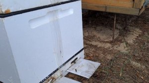 пойманый рой