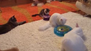 Мейн кун видео | Видео куны | Питомник мейн кунов на meyn-kyn.ru