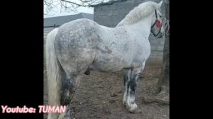 Лошади рынок урус-мартан. Продается Владимеровский тяжеловоз.