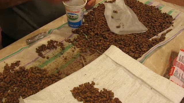 Формирую заказы на ЧУФУ смотреть онлайн