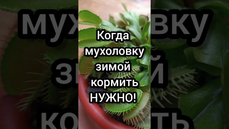 Зимой мухоловку кормить НУЖНО! В каких случаях? #дионея #мухоловка