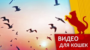 Кино для Кошек - Чайки на закате (Развлеки своего кота)