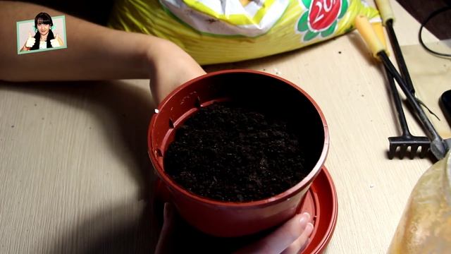Выращивание зелени на подоконнике. Домашний розмарин.