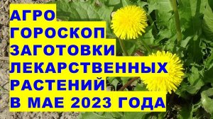 Агрогороскоп заготовки лекарственных трав в мае 2023 года