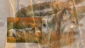 Коридор - Одиночество осенних дорог.