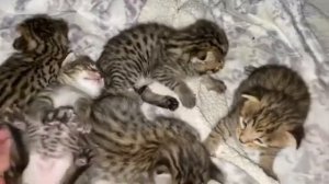 Как выглядят новорожденные котята саванна #4
