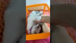 Как правильно воспитывать котёнка |Pets channel |