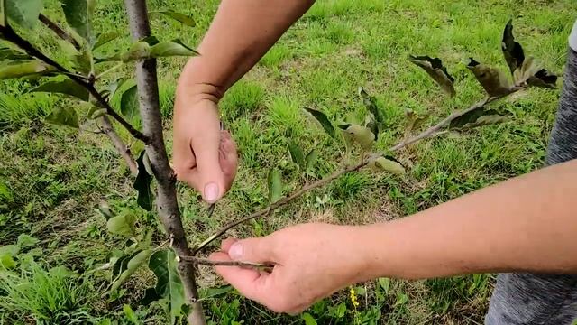 Прививаем "дерево-сад" на молодых деревьях смотреть онлайн