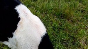 Чем обрабатываю коров от оводов и слепней. Как подросли наши тёлочки.