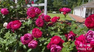 Centennial Rose Garden Part 2- Super cute Rosa 'Eden'，The Heart-Wrenching Rose Wall, Watch with Tea